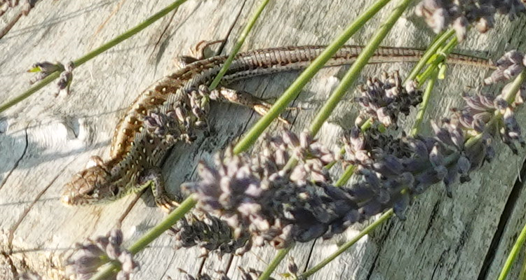 Zauneidechsen-Weibchen auf ihrem Lieblingsplatz (unter Lavendelbusch)
